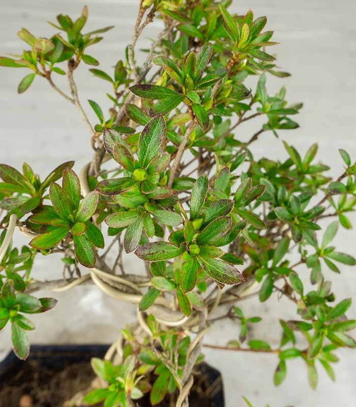 Bonsai Azalea da Fiore (Rhododendron)