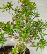 Bonsai Azalea da Fiore (Rhododendron)