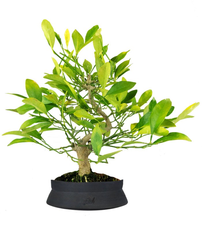 Bonsai di Citrus Kinzu | 7 anni