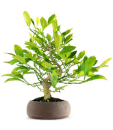 Bonsai di Citrus Kinzu | 7 anni