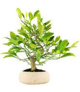 Bonsai di Citrus Kinzu | 7 anni