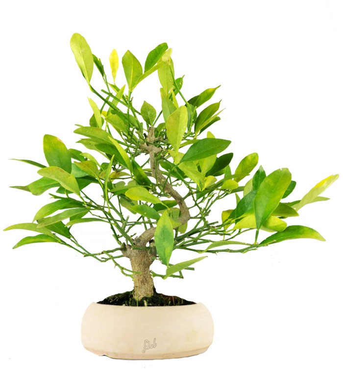 Bonsai di Citrus Kinzu | 7 anni