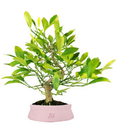 Bonsai di Citrus Kinzu | 7 anni