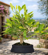 Bonsai di Citrus Kinzu | 7 anni