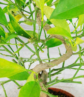 Bonsai di Citrus Kinzu | 7 anni