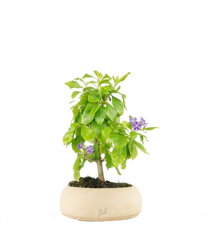 Bonsai di Duranta repens - Pianta fiorita di 5 anni 