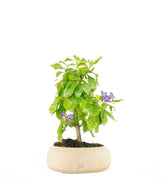 Bonsai di Duranta repens - Pianta fiorita di 5 anni 