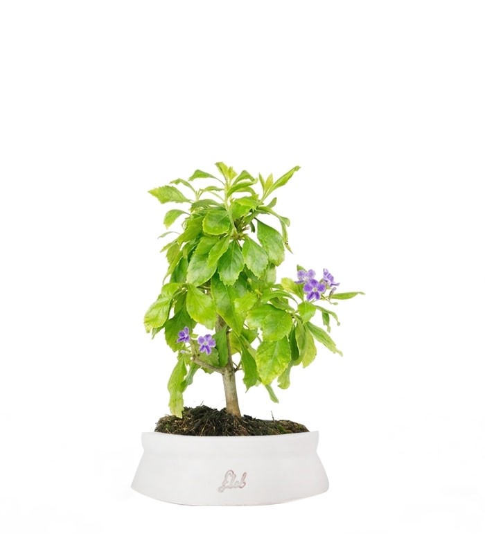 Bonsai di Duranta repens - Pianta fiorita di 5 anni 