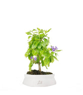 Bonsai di Duranta repens - Pianta fiorita di 5 anni 