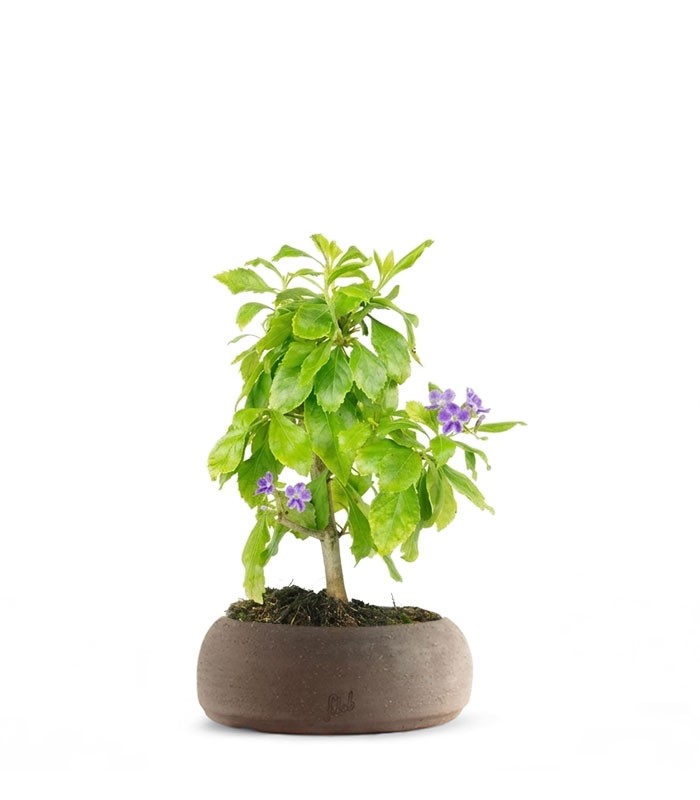 Bonsai di Duranta repens - Pianta fiorita di 5 anni 