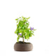 Bonsai di Duranta repens - Pianta fiorita di 5 anni 