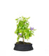 Bonsai di Duranta repens - Pianta fiorita di 5 anni 