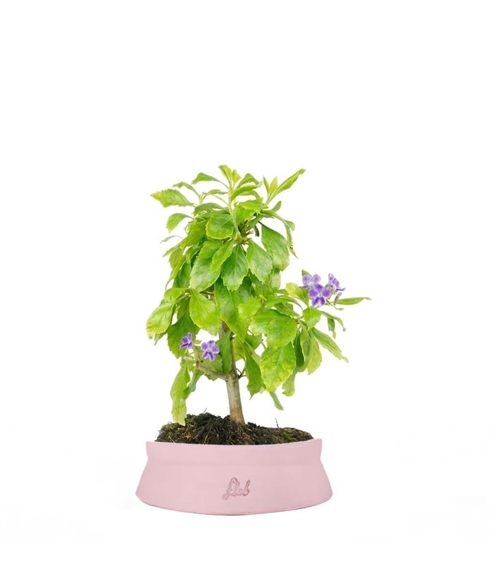 Bonsai di Duranta repens - Pianta fiorita di 5 anni 