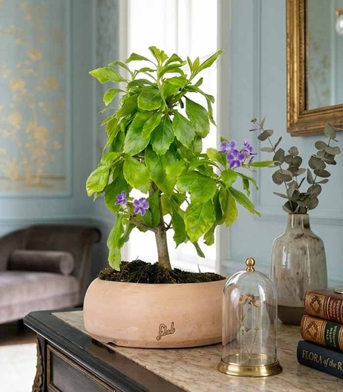 Bonsai di Duranta repens - Pianta fiorita di 5 anni 
