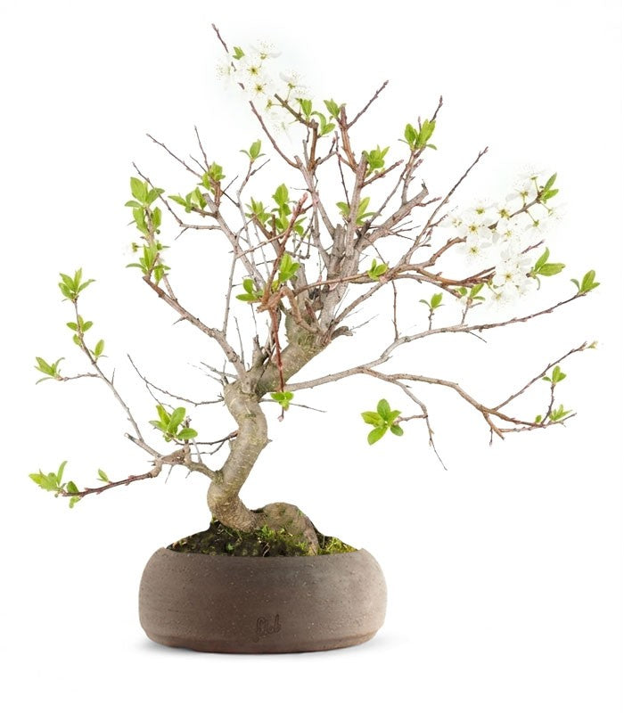 Bonsai di Prugnolo (Prunus domestica) | Esemplare di 15 Anni
