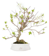Bonsai di Prugnolo (Prunus domestica) | Esemplare di 15 Anni