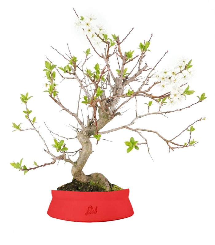 Bonsai di Prugnolo (Prunus domestica) | Esemplare di 15 Anni