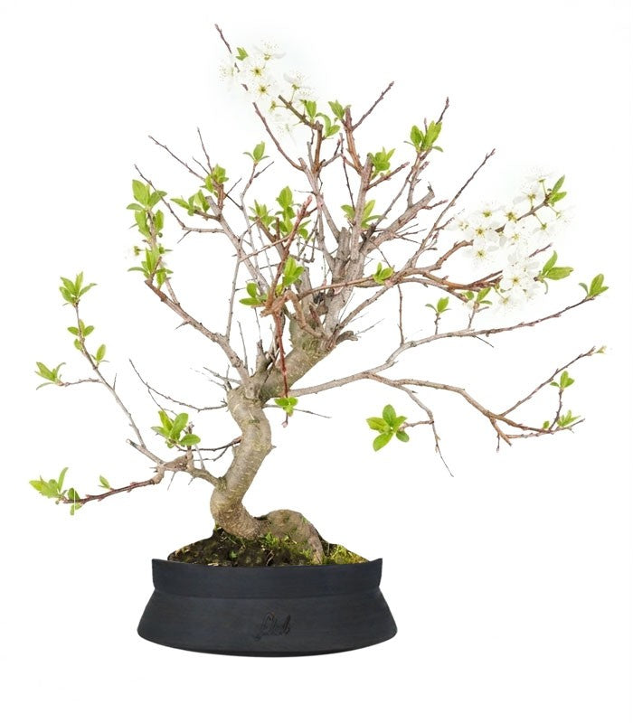 Bonsai di Prugnolo (Prunus domestica) | Esemplare di 15 Anni