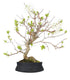 Bonsai di Prugnolo (Prunus domestica) | Esemplare di 15 Anni