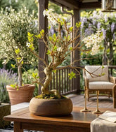 Bonsai di Prugnolo (Prunus domestica) | Esemplare di 15 Anni