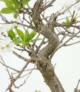 Bonsai di Prugnolo (Prunus domestica) | Esemplare di 15 Anni