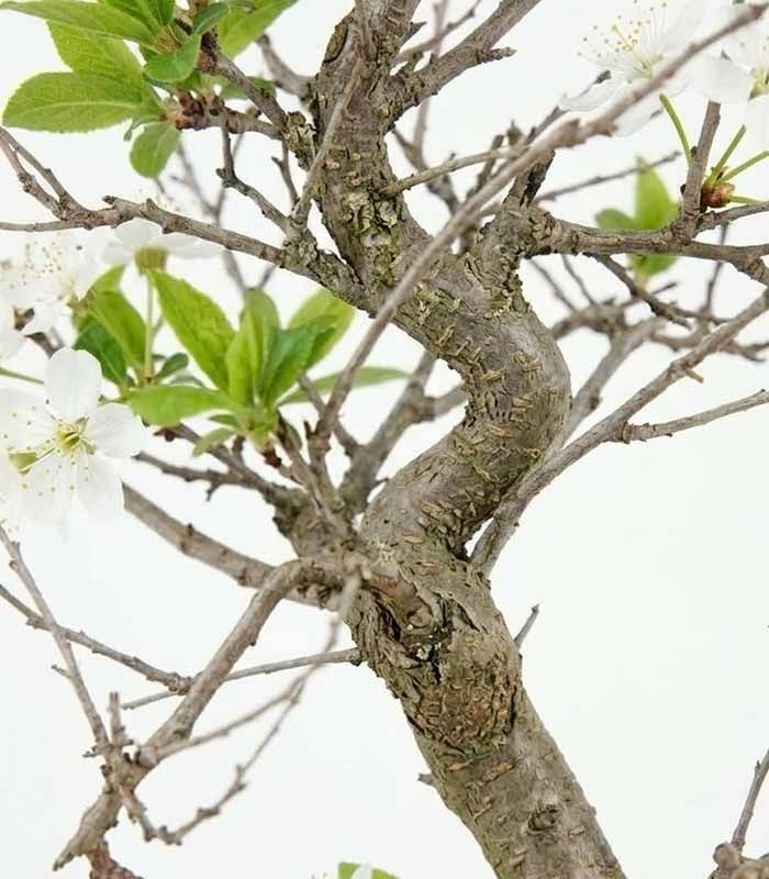 Bonsai di Prugnolo (Prunus domestica) | Esemplare di 15 Anni