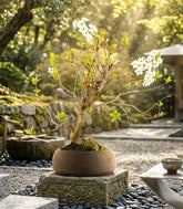 Bonsai di Prugnolo (Prunus domestica) | Esemplare di 15 Anni