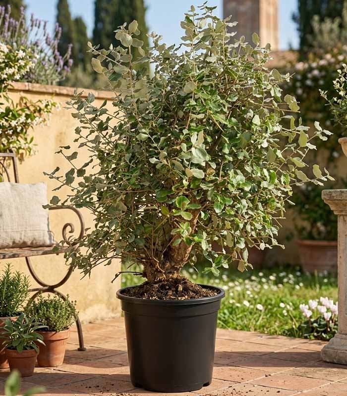 Quercia sughera 15 anni | Esemplare unico