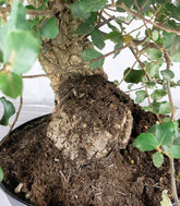 Quercia sughera 15 anni | Esemplare unico