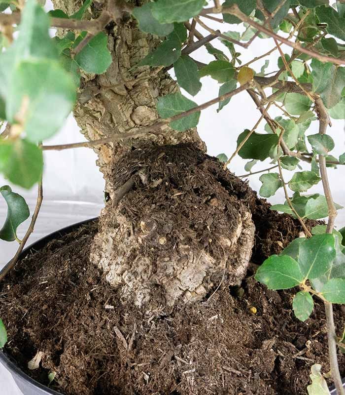 Quercia sughera 15 anni | Esemplare unico