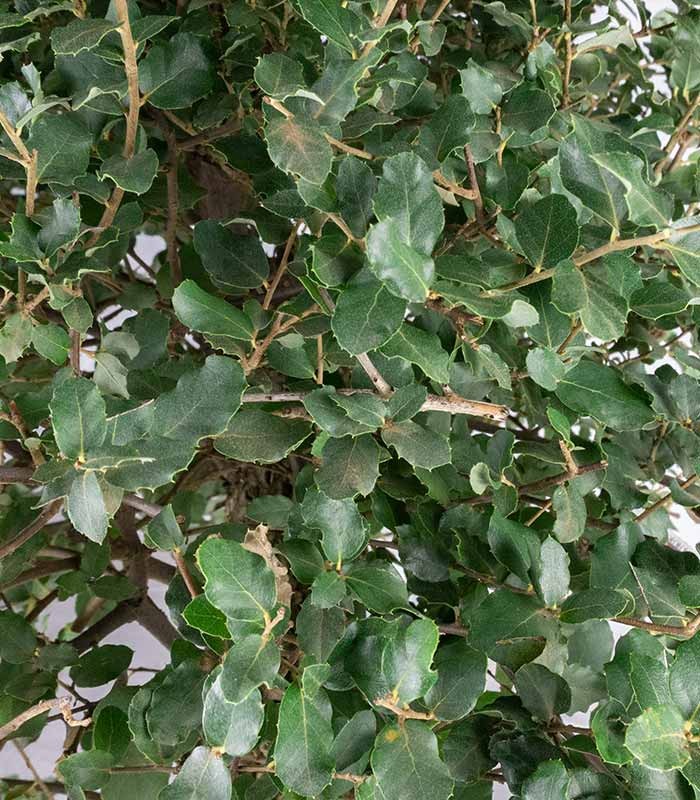 Quercia sughera 15 anni | Esemplare unico