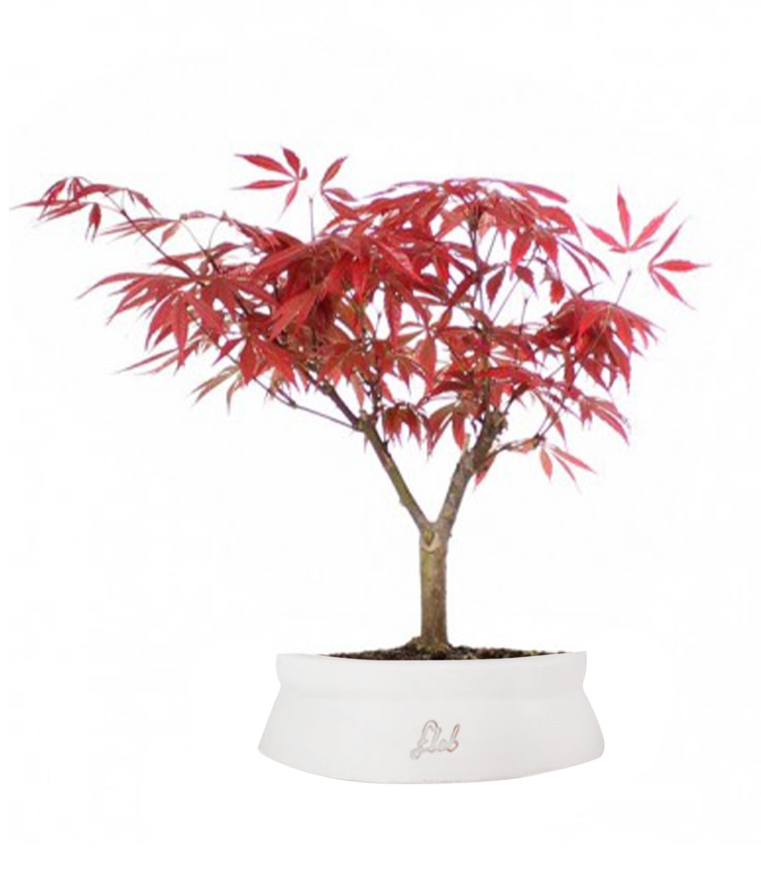 Acero Rosso