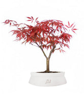 Acero Rosso