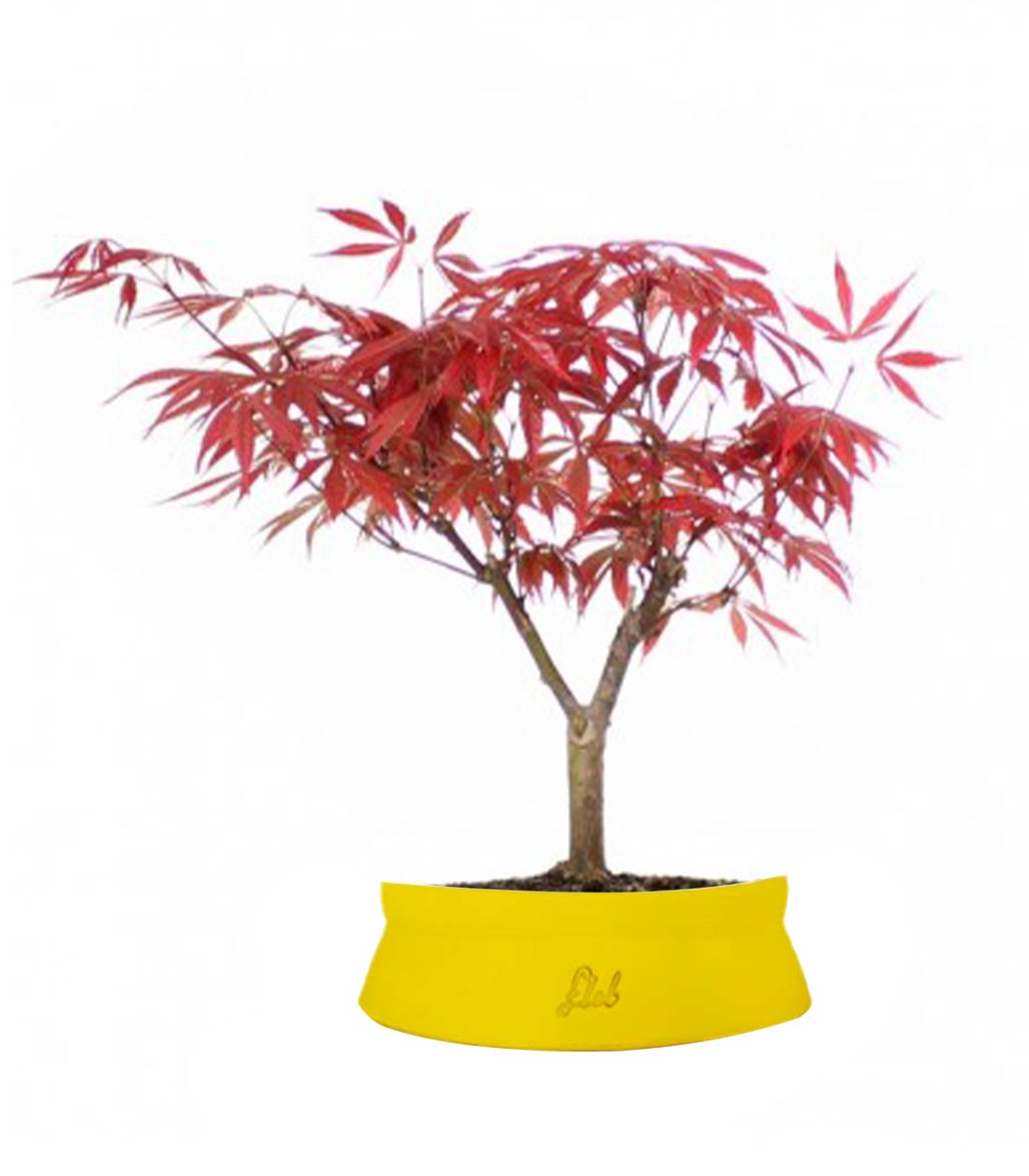 Acero Rosso