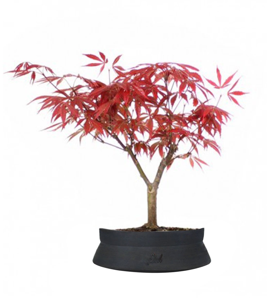 Acero Rosso