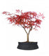 Acero Rosso