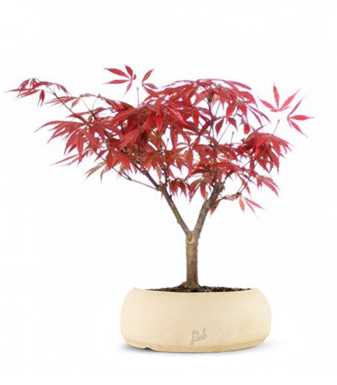 Acero Rosso