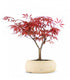 Acero Rosso