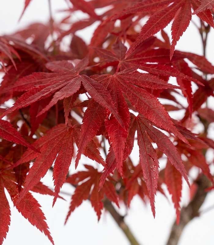 Acero Rosso