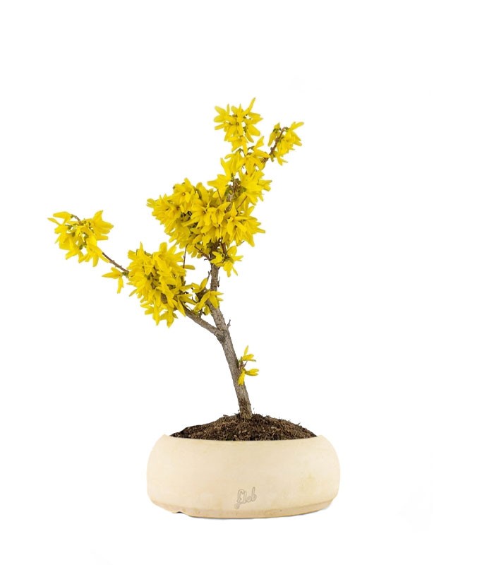 Bonsai di Forsizia Intermedia H45 cm