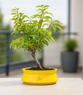 Bonsai di Forsizia Intermedia H45 cm