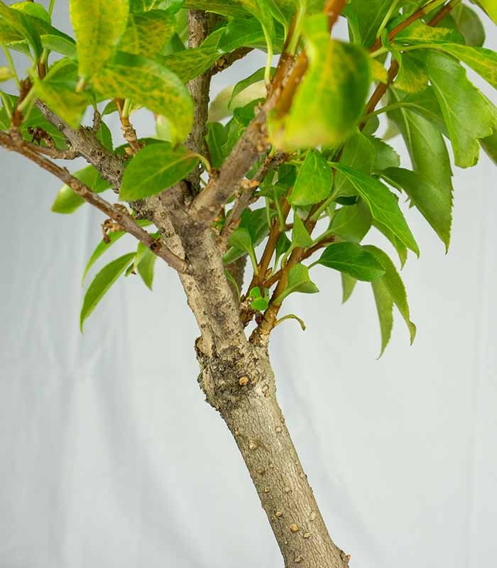 Bonsai di Forsizia Intermedia H45 cm