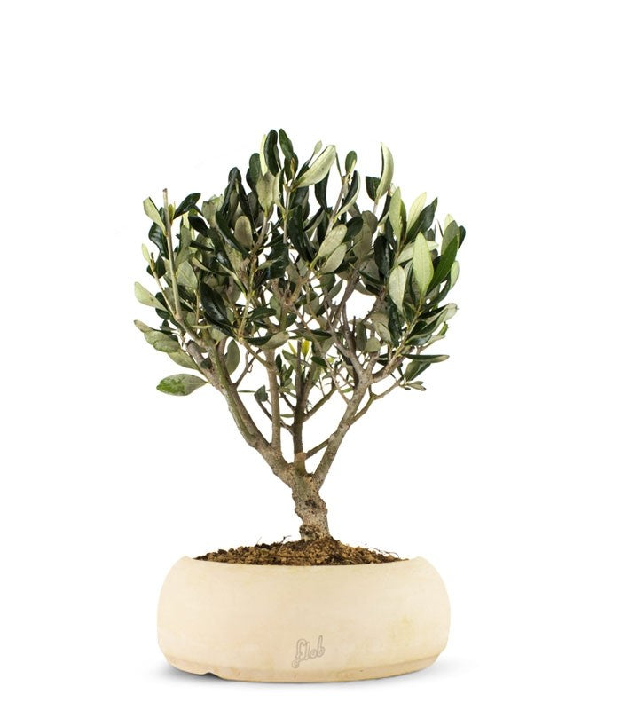 Olivo