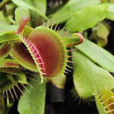 Dionea Muscipola