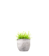 Drosera Capensis Alba
