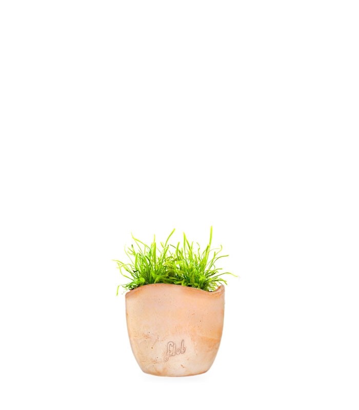Drosera Capensis Alba