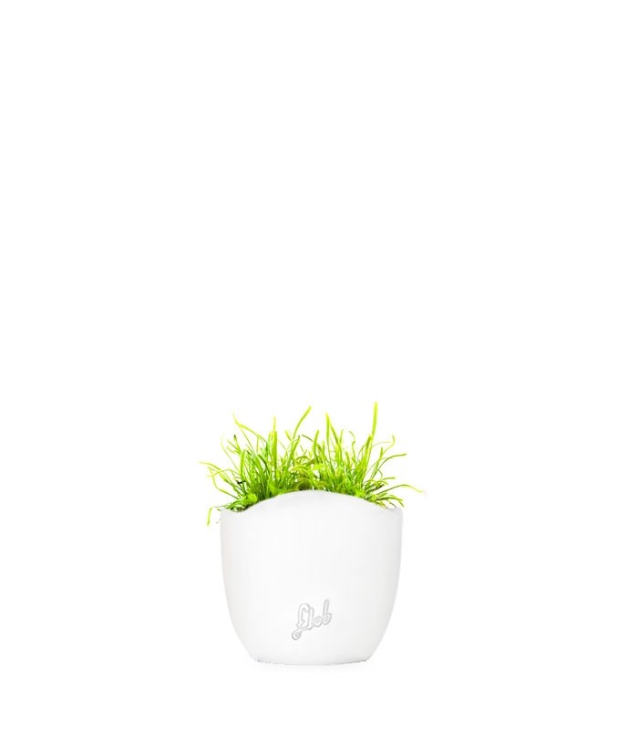 Drosera Capensis Alba