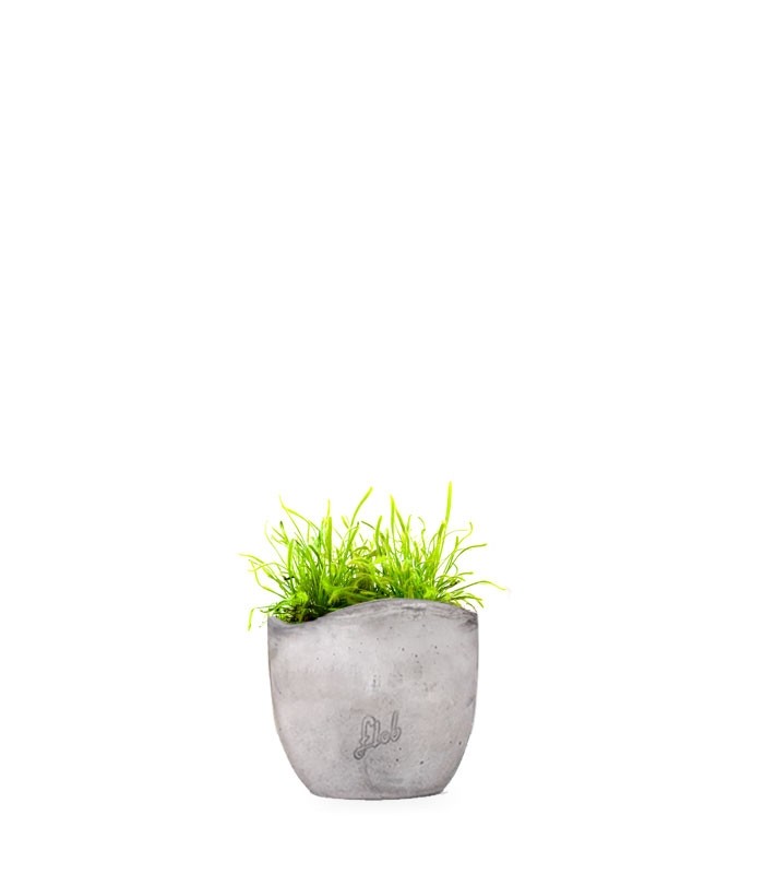 Drosera Capensis Alba