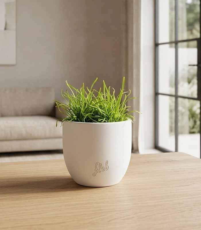 Drosera Capensis Alba