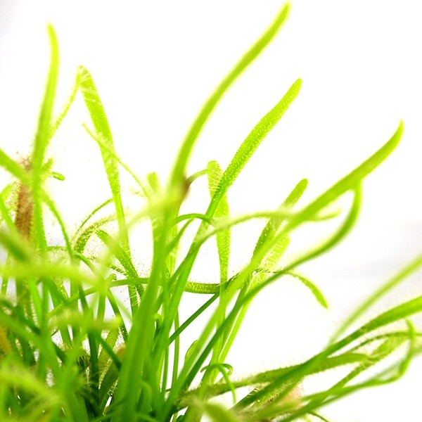 Drosera Capensis Alba